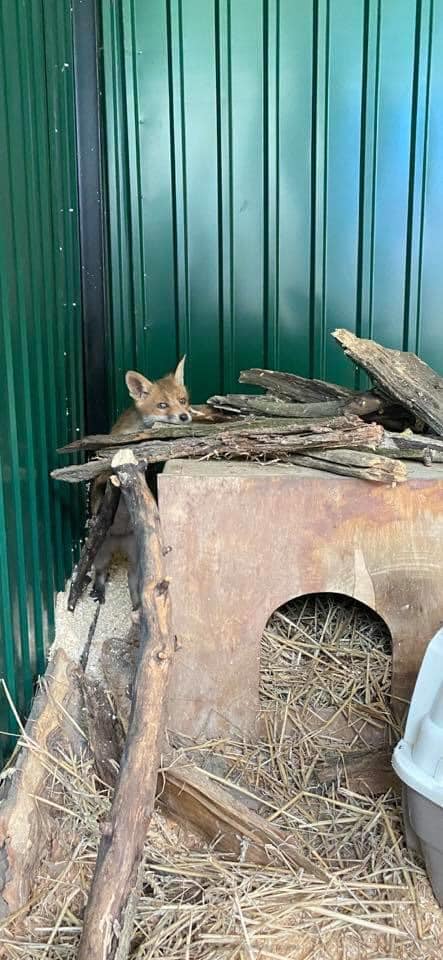 Врятовані лисенята. Фото: Орест Залипський 