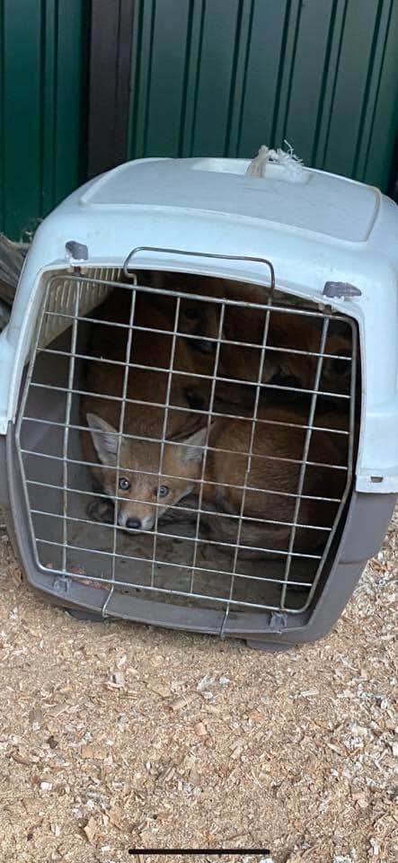 Врятовані лисенята. Фото: Орест Залипський 