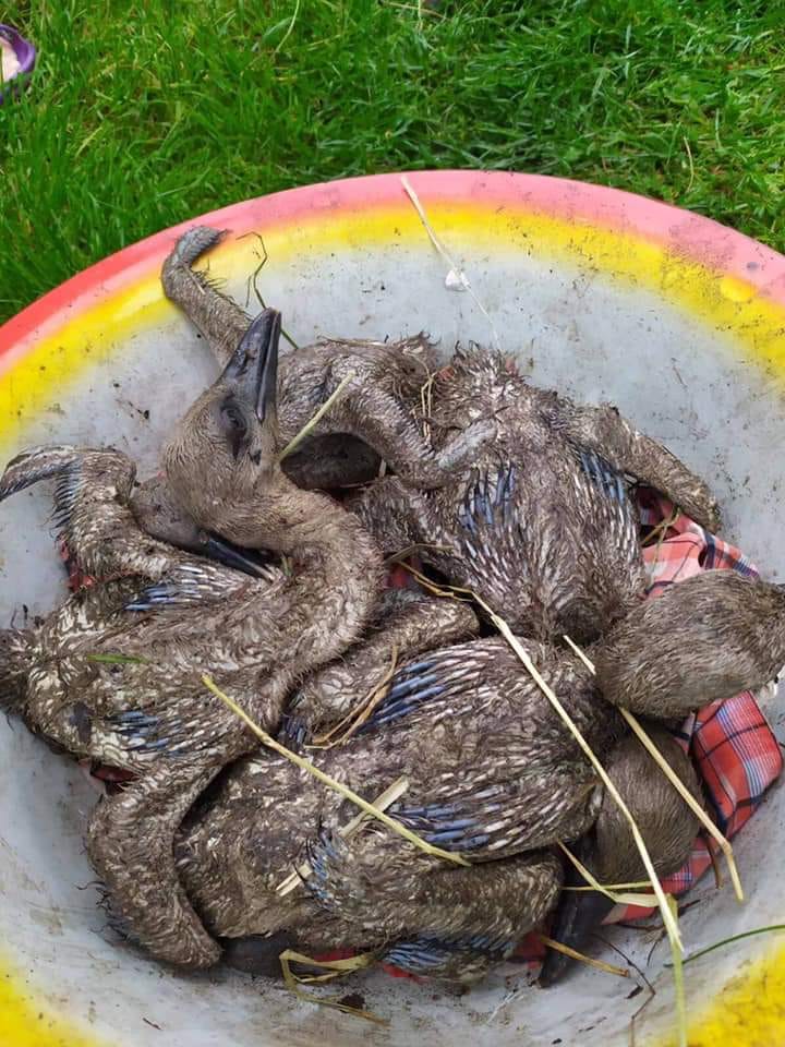 Маленькі лелеченята. Фото: Вікторія Шевчук