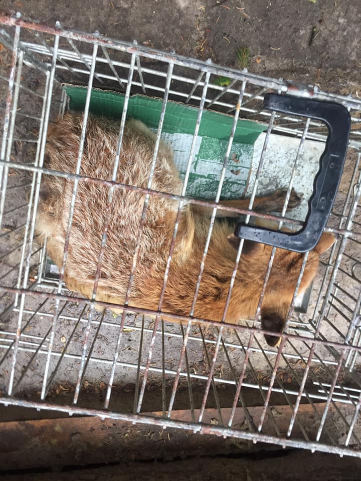 Врятовані лисенята. Фото: Орест Залипський