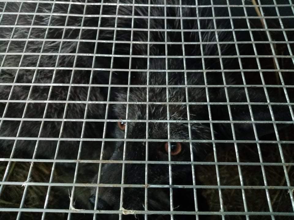 Чорнобурок продавали на опудала. Фото: Орест Залипський