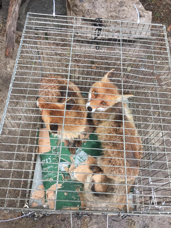 Врятовані лисенята. Фото: Орест Залипський