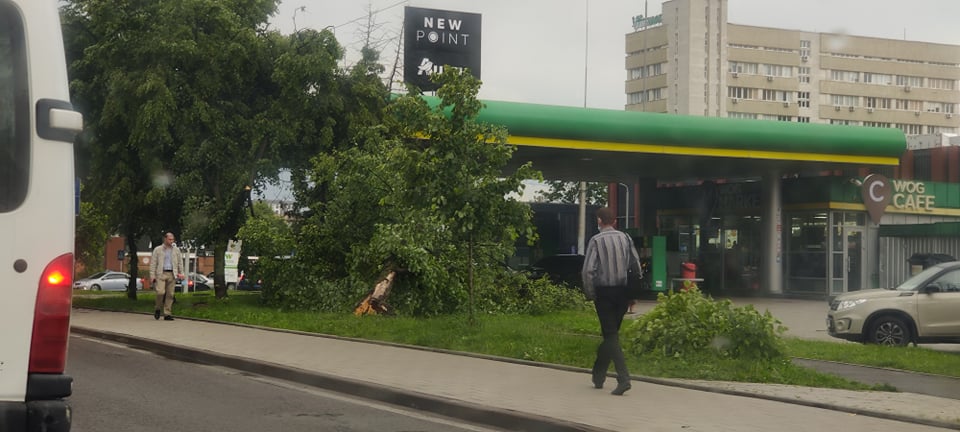 Повалені дерева. Фото: Львівська міська рада