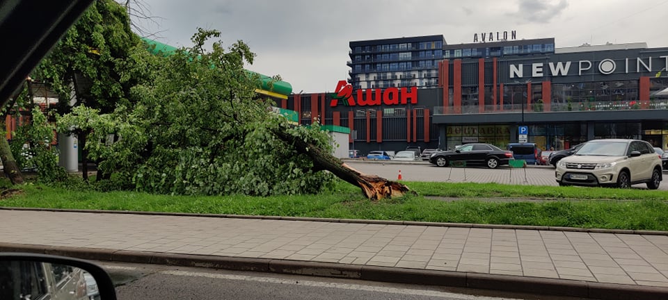 Наробила лиха: негода у Львові повалила понад 150 дерев фото 1