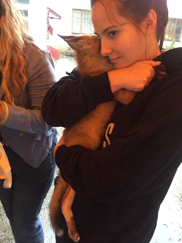 Врятовані лисенята. Фото: Орест Залипський