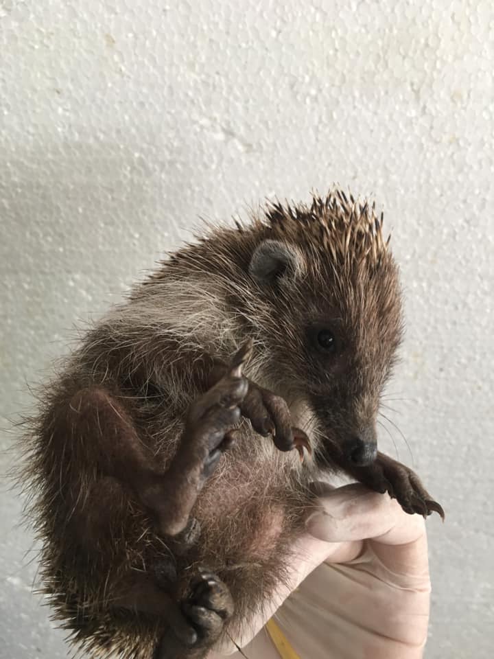 Маленький їжачок в притулку. Фото: Орест Залипський