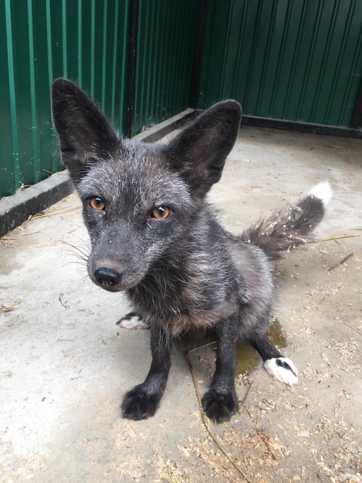 Врятовані чорнобурки. Фото: Орест Залипський