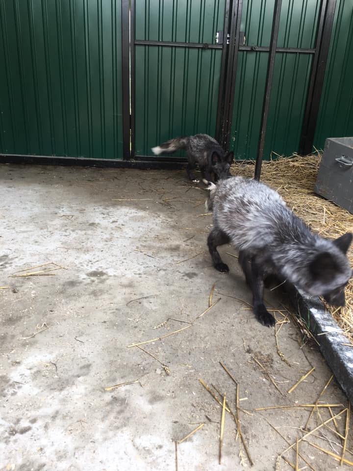 Врятовані чорнобурки. Фото: Орест Залипський