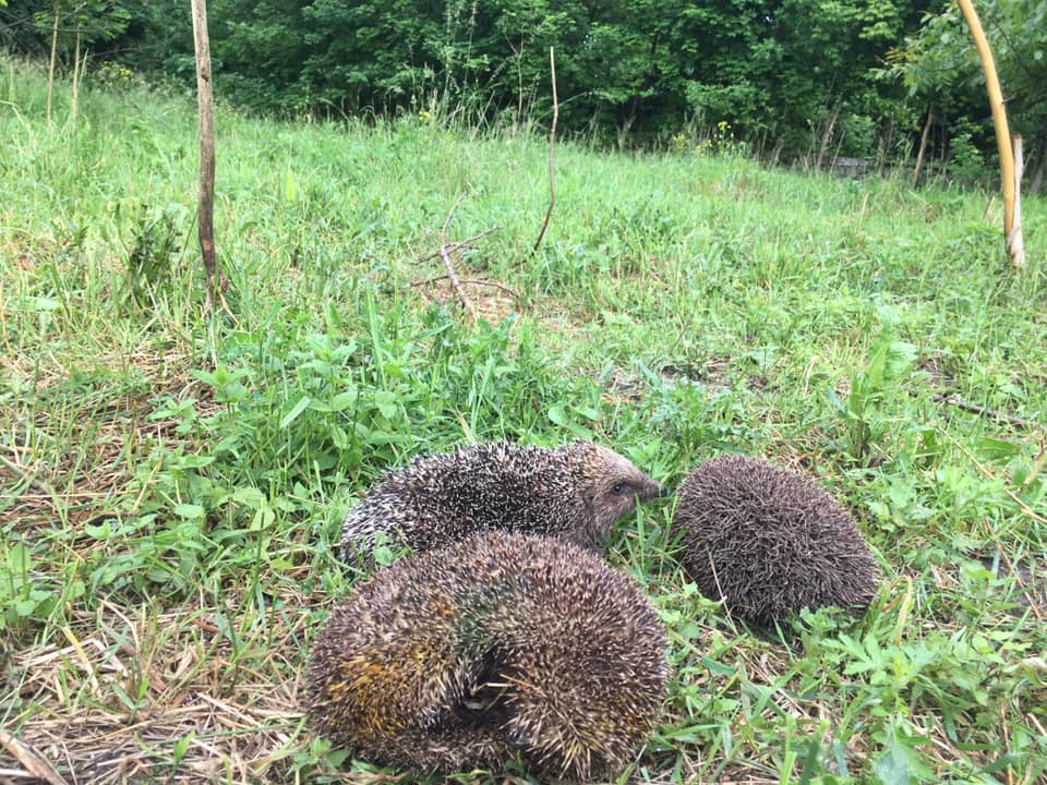 Їжаки на природі. Фото: Орест Залипський