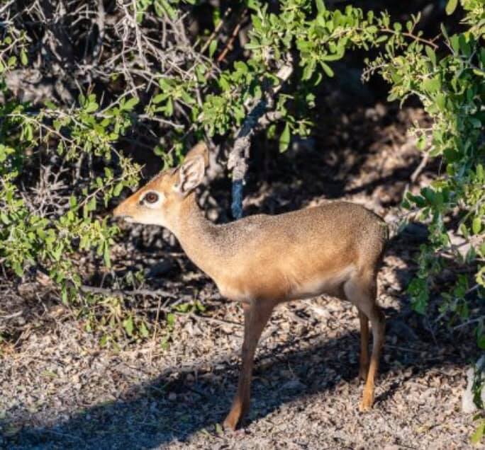 Козуля, яку продають на притравку. Фото: Орест Залипський