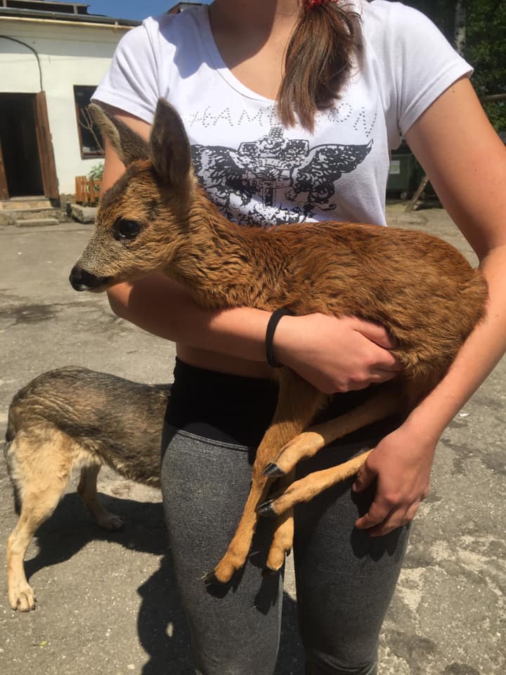 Врятована козуля. Фото: Орест Залипський