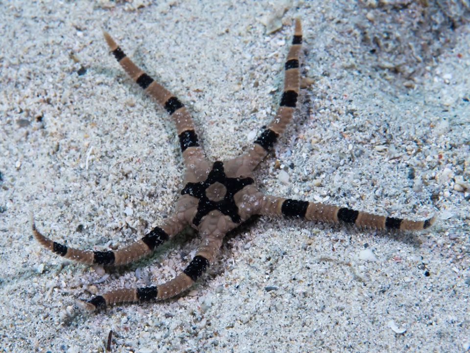 Змієхвістки або офіури. Фото: Зоологічний музей ЛНУ ім. Івана Франка