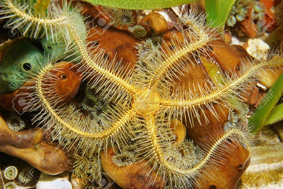 Змієхвістки або офіури. Фото: Зоологічний музей ЛНУ ім. Івана Франка