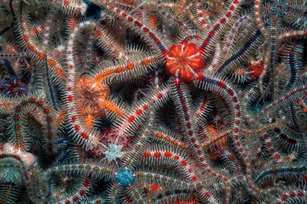 Змієхвістки або офіури. Фото: Зоологічний музей ЛНУ ім. Івана Франка