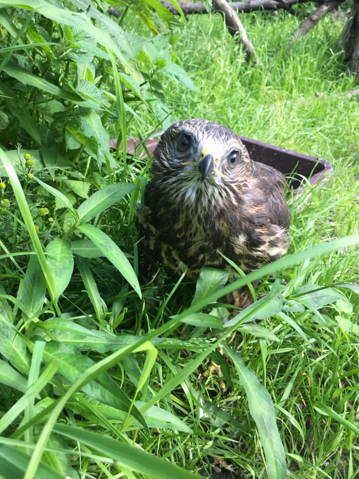 Врятовані канюки. Фото: Орест Залипський