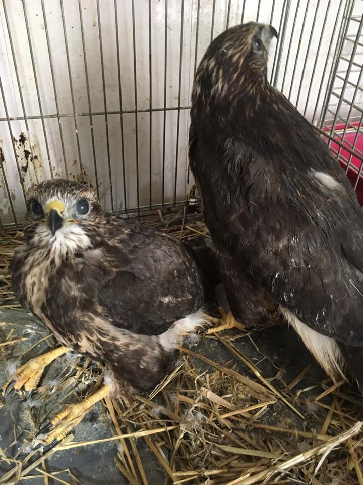 Врятовані канюки. Фото: Орест Залипський