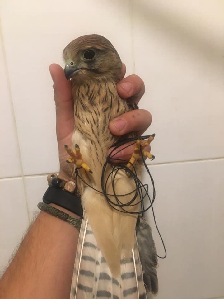 Відібраний сокіл. Фото: Орест Залипський