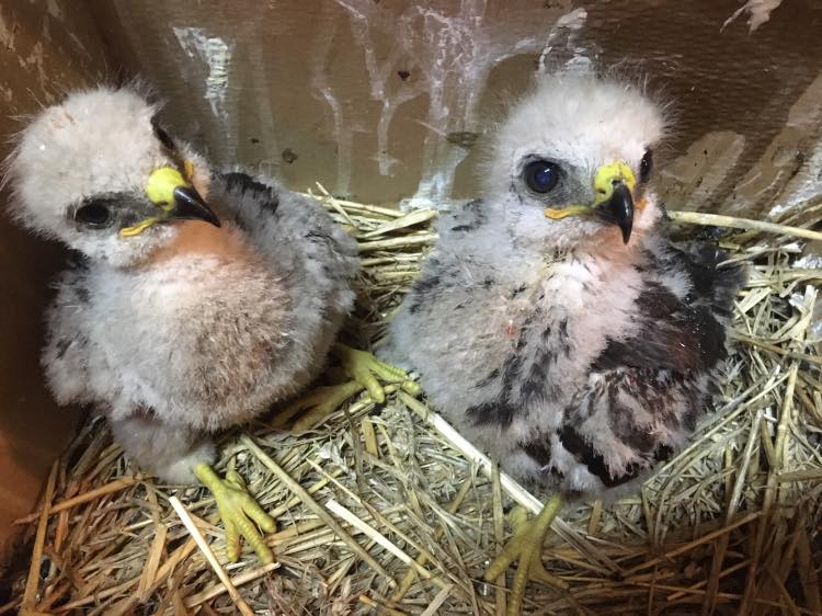 Маленькі врятовані канюки. Фото: Орест Залипський
