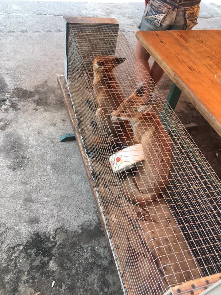 Врятовані лисенята. Фото: Орест Залипський