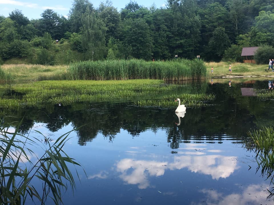 Лебідь в озері на "Знесіння". Фото: Орест Залипський