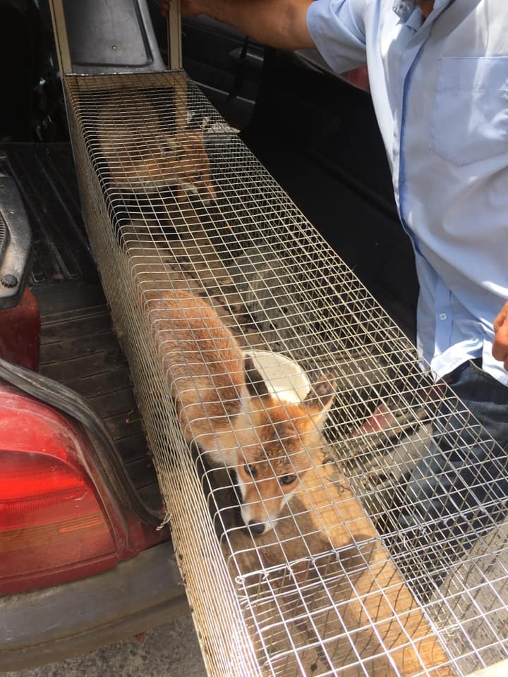 Врятовані лисенята. Фото: Орест Залипський