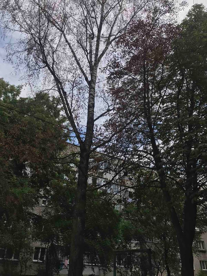 Засохле дерево. Фото: управління екології та природних ресурсів