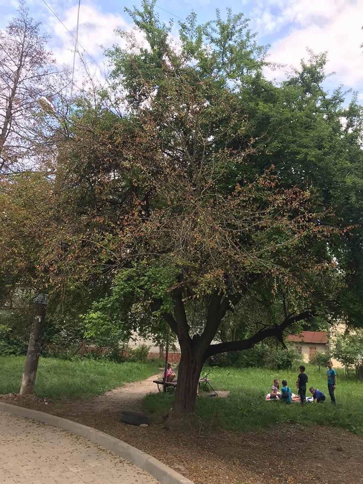 Засохле дерево. Фото: управління екології та природних ресурсів