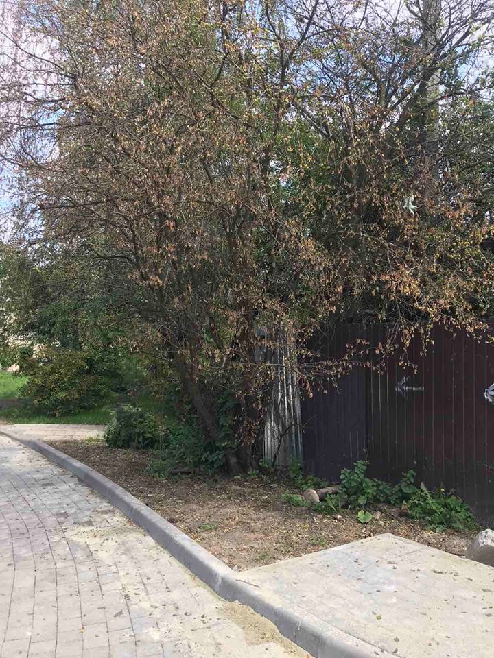 Засохле дерево. Фото: управління екології та природних ресурсів