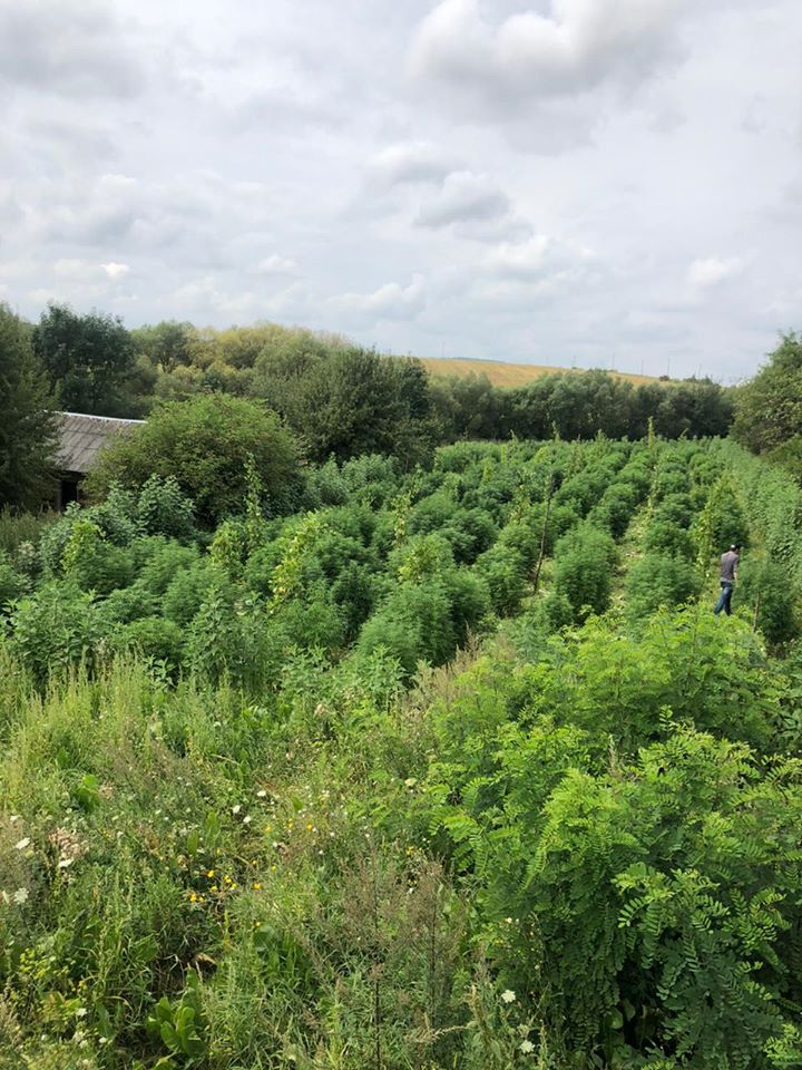 Плантація коноплі. Фото поліції