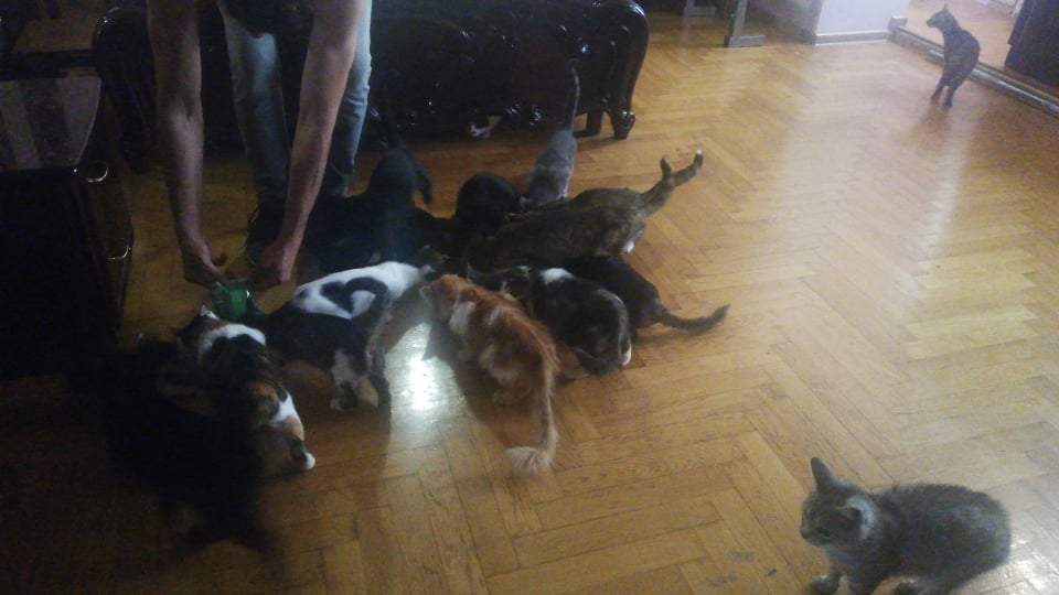 В Трускавці чоловік виходжує безпритульних котів. Фото: Трускавець Online