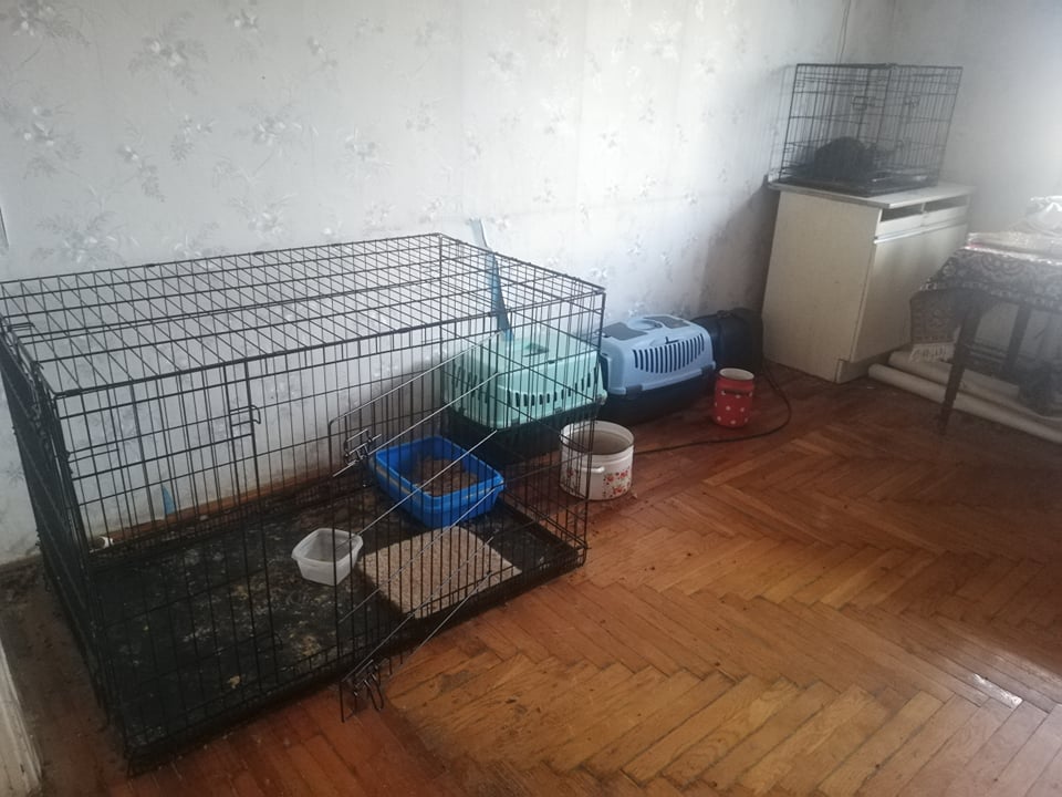 В Трускавці чоловік виходжує безпритульних котів. Фото: Трускавець Online