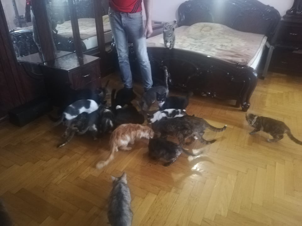 В Трускавці чоловік виходжує безпритульних котів. Фото: Трускавець Online