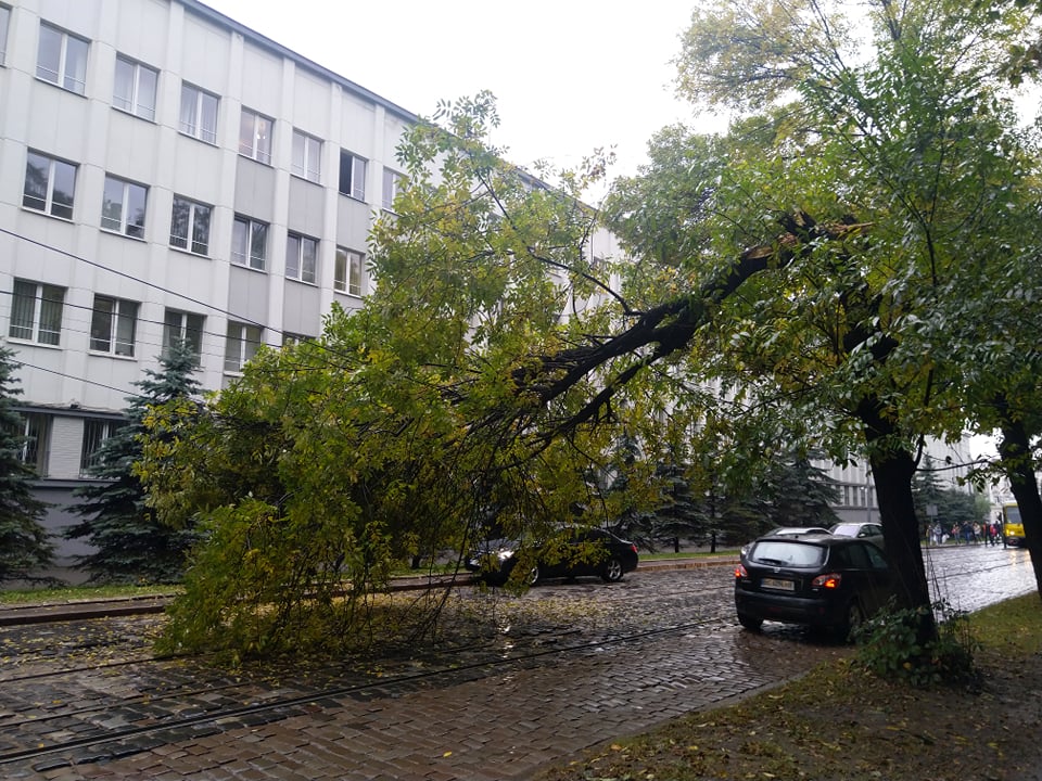 Через повалене дерево на Вітовського деякі трамваї змінили маршрути. Фото: Андрій Болкун