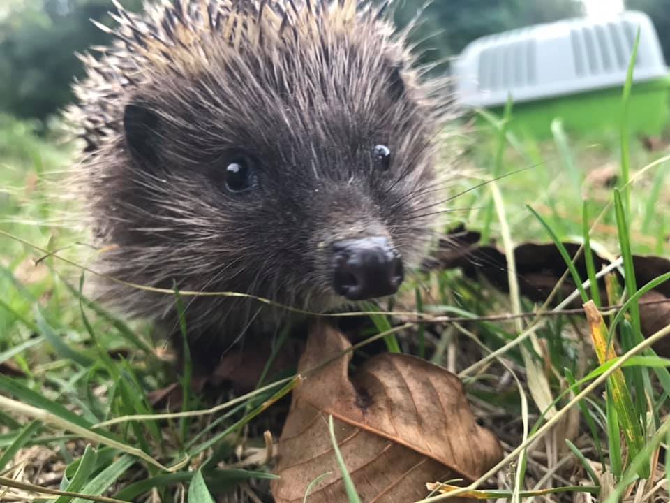 Львівські волонтери випустили на волю врятованих їжаків. Фото: Орест Залипський