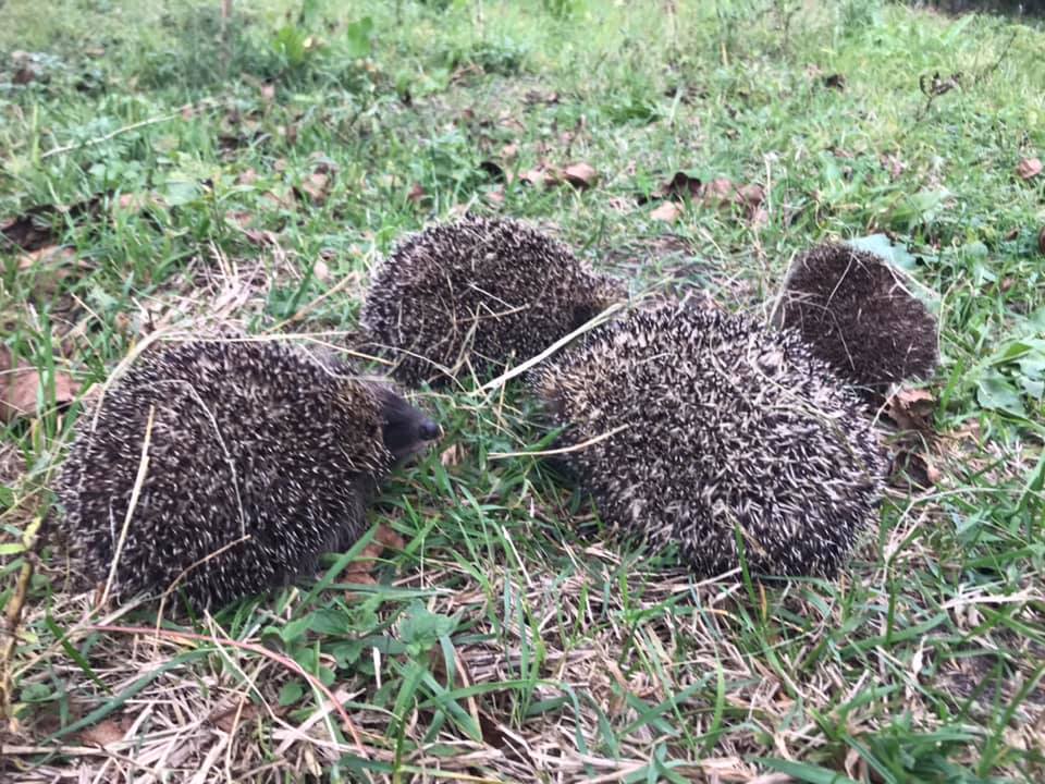 Львівські волонтери випустили на волю врятованих їжаків. Фото: Орест Залипський