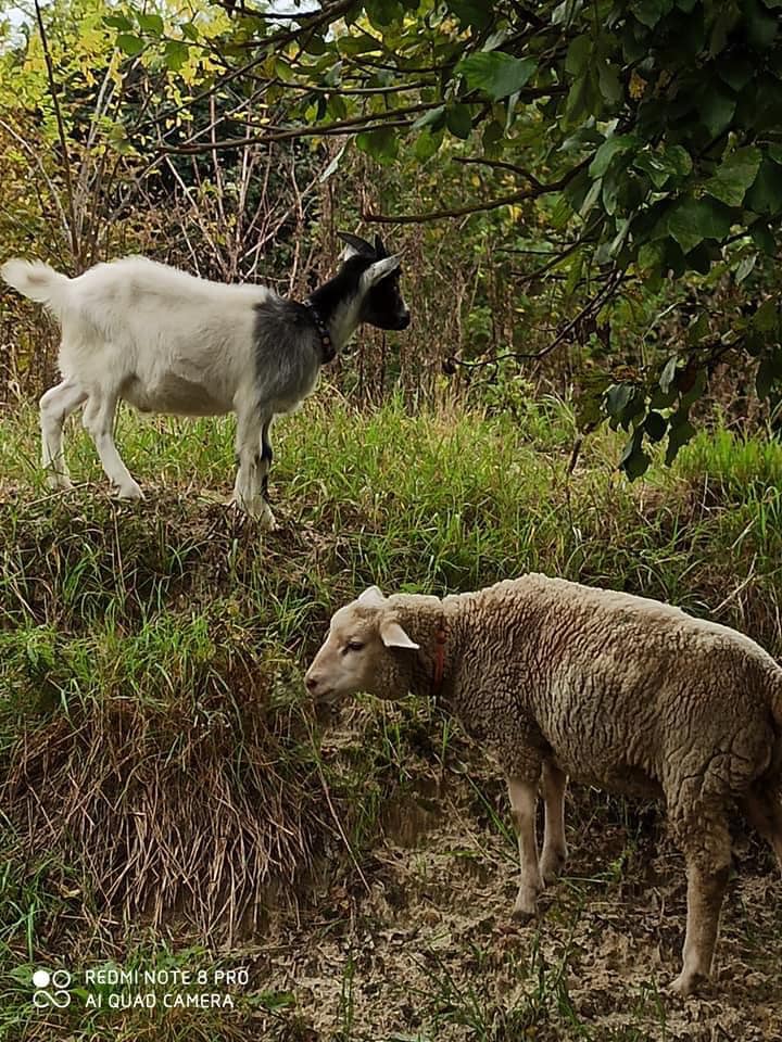 Йося підросла. Фото: Орест Залипський