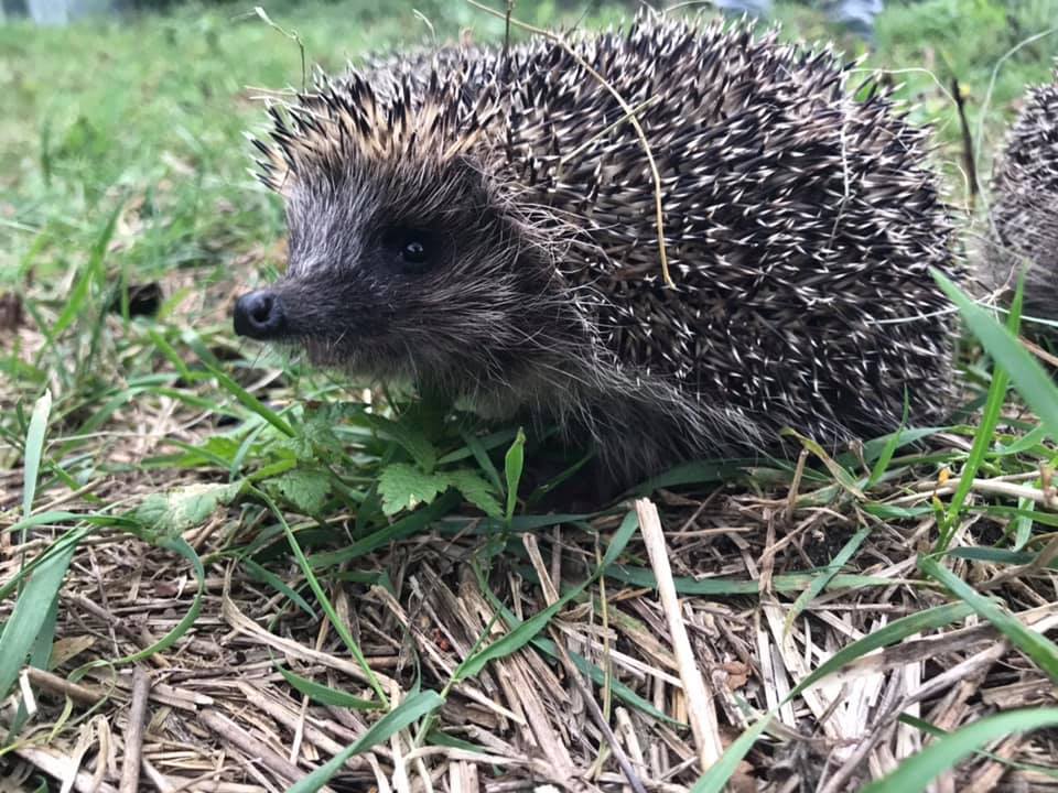 Львівські волонтери випустили на волю врятованих їжаків. Фото: Орест Залипський