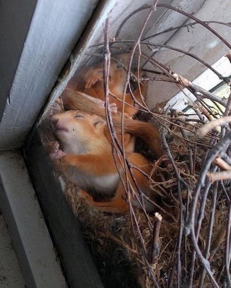 В одному з львівських будинків знайшли гніздо з білченятами. Фото: Український контент