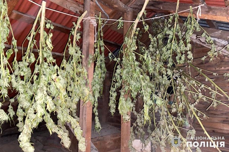 У наркоділка з-під Львова вилучили 10 кілограмів марихуани. Фото: Департамент боротьби з наркозлочинністю Національної поліції України