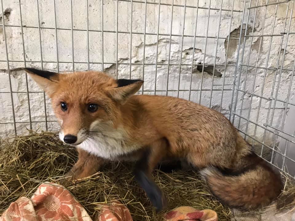 Лис Рафік. Фото: Орест Залипський