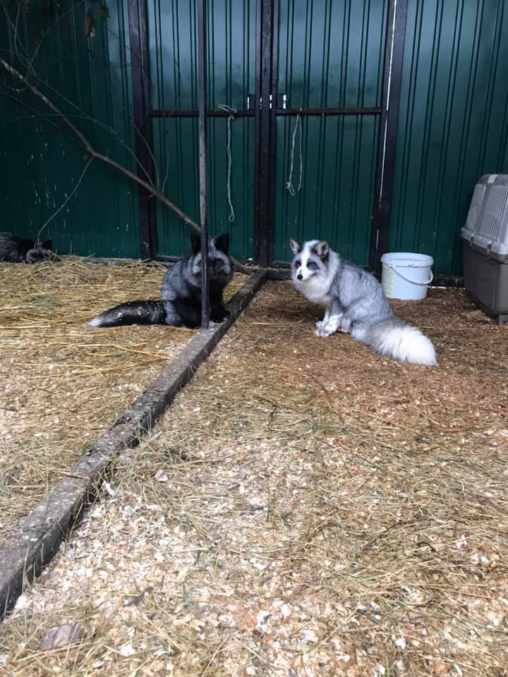Львівські волонтери викупили з хутряної ферми 13 чорнобурок. Фото: Орест Залипський