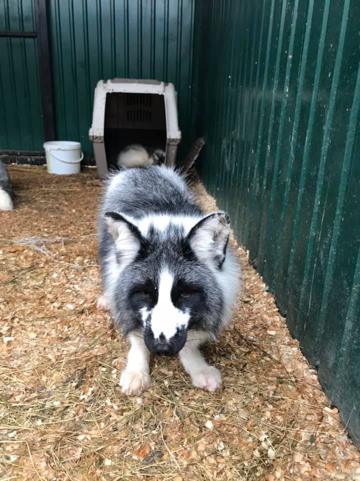 Львівські волонтери викупили з хутряної ферми 13 чорнобурок. Фото: Орест Залипський