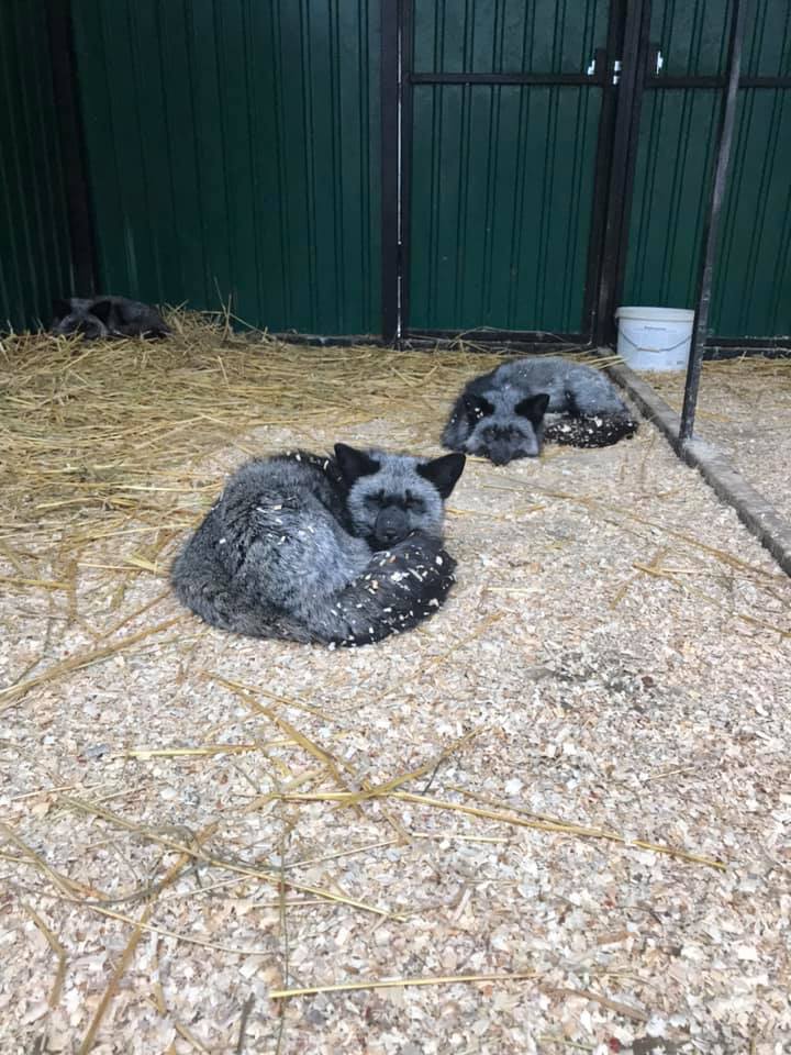 Львівські волонтери викупили з хутряної ферми 13 чорнобурок. Фото: Орест Залипський