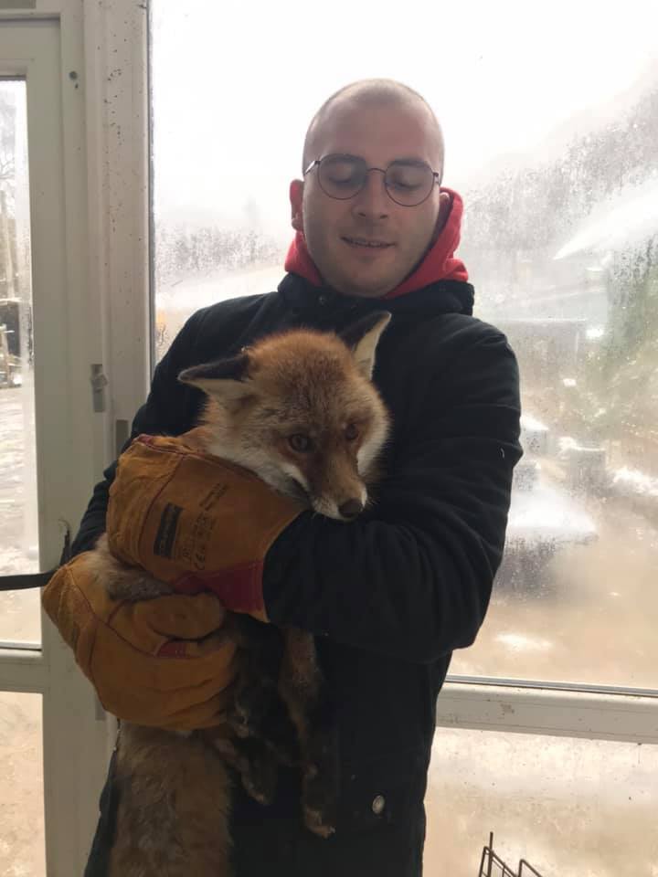 Продавали у Facebook: до львівського притулку привезли ще одну лисицю фото 4 3