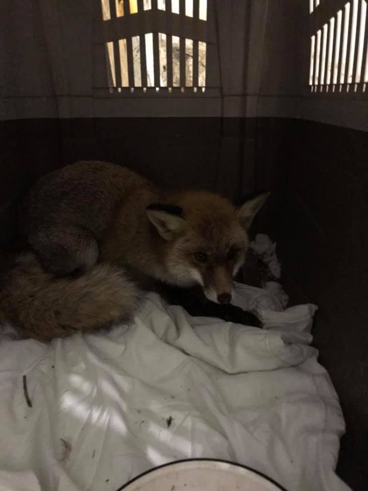 Продавали у Facebook: до львівського притулку привезли ще одну лисицю фото 1