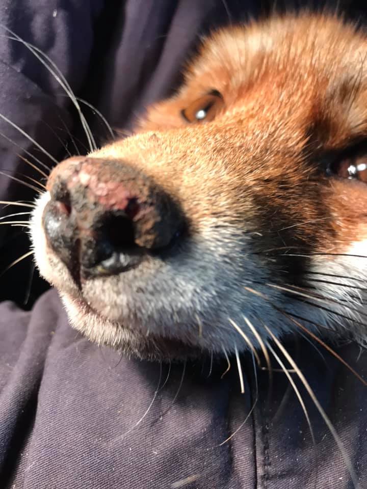 Продавали у Facebook: до львівського притулку привезли ще одну лисицю фото 2 1