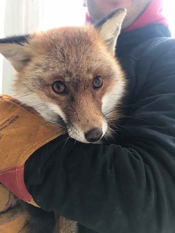 Продавали у Facebook: до львівського притулку привезли ще одну лисицю фото 3 2