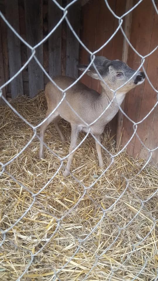 В львівському притулку оселився незрячий дикий козлик. Фото: Орест Залипський