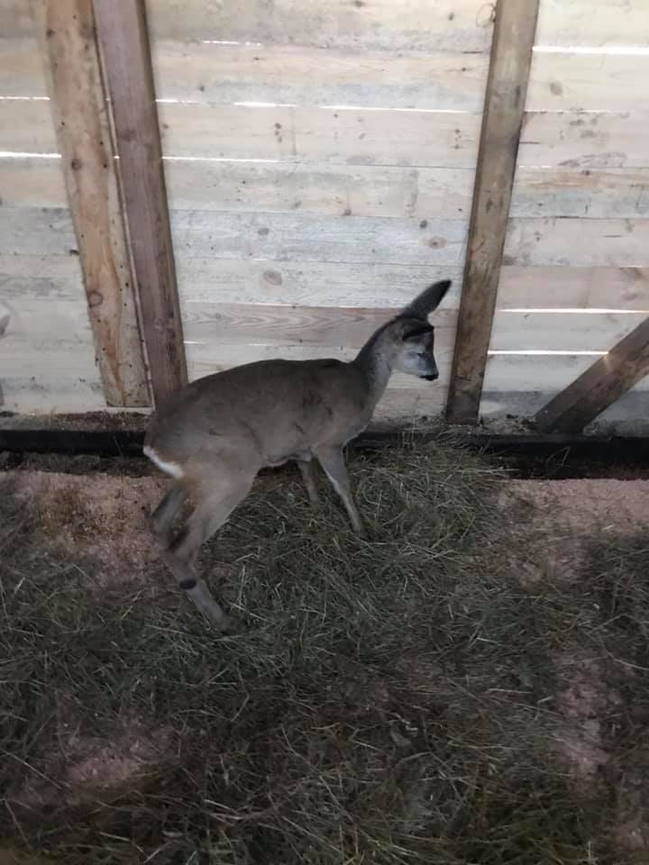 В львівському притулку оселився незрячий дикий козлик. Фото: Орест Залипський