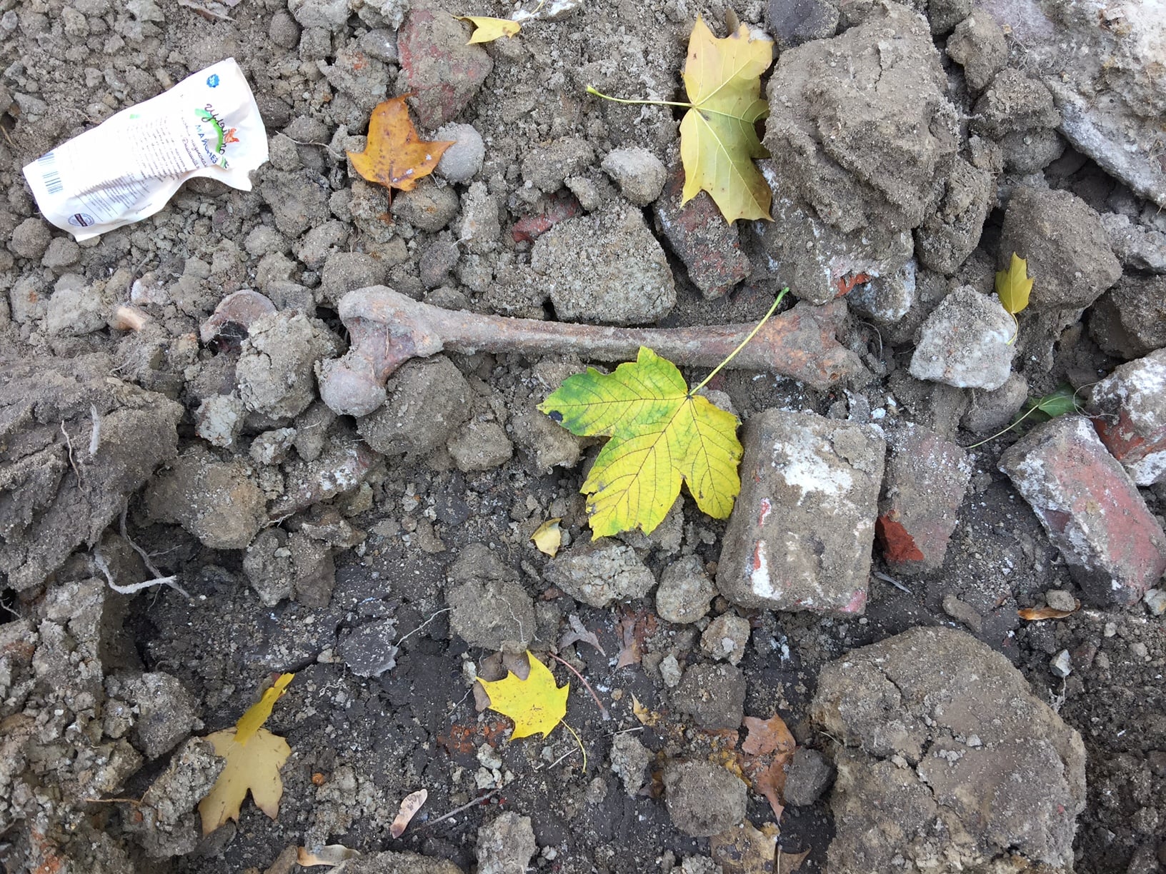 Біля пологового будинку у Львові виявили людські рештки. Фото: Шейхет Мейлах